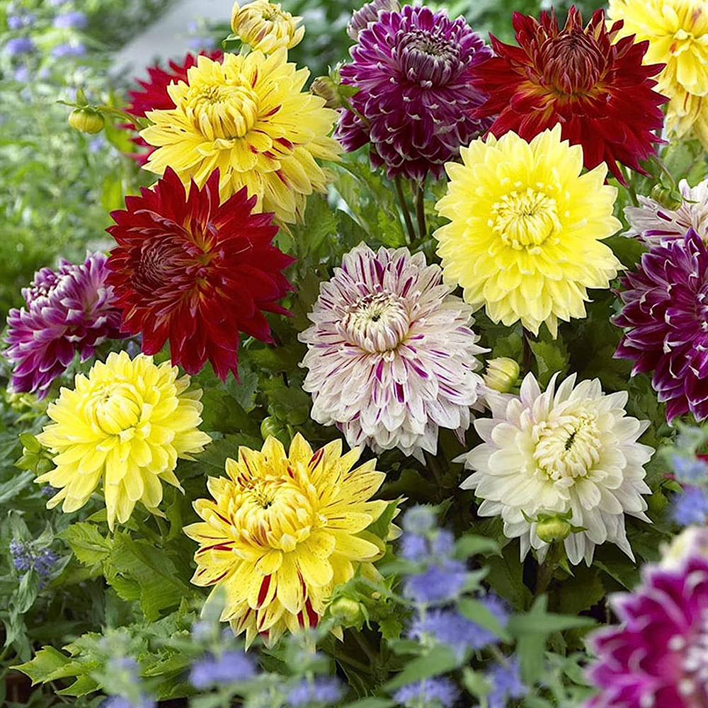 Delightful Dahlia Flower Bulb Mix (8 Pack of Top Size Bulbs) - Huge Exotic Showy Blooms - Assorted Colors - Easy to Grow Live Plants - Outdoor Garden