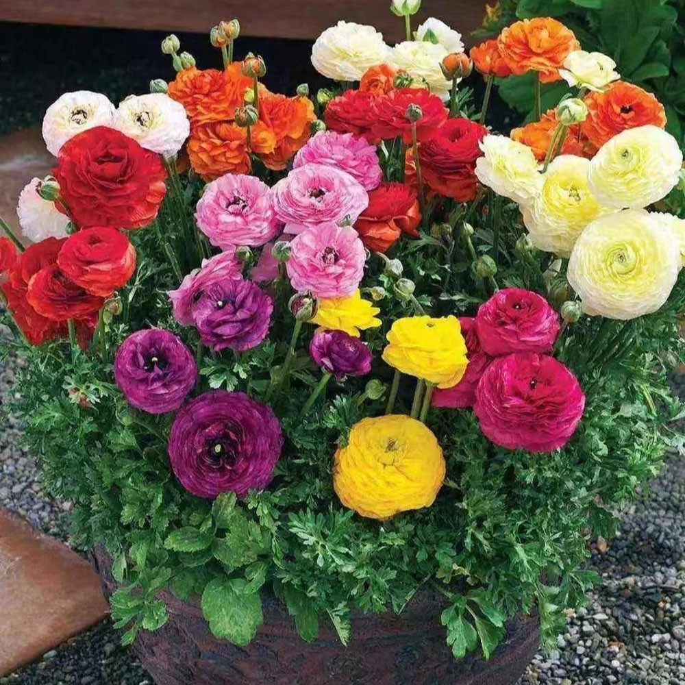 20 Pastel Mixed Ranunculus Bulbs Spring Planting - Buttercup Color Mix Value Bag - Plant in Gardens, Borders & Flowerbeds - Easy to Grow Flowers Bulbs