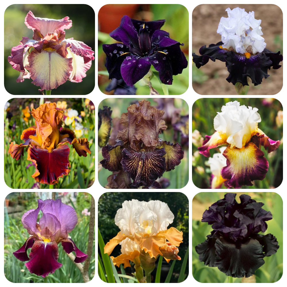 50 Iris Seeds  to Plant Outdoor- Florist Favorites - Beautiful Flowers to Plant in Your Garden - Non-GMO Heirloom Seeds - Native Perennial - Wonderful Gardening Gifts