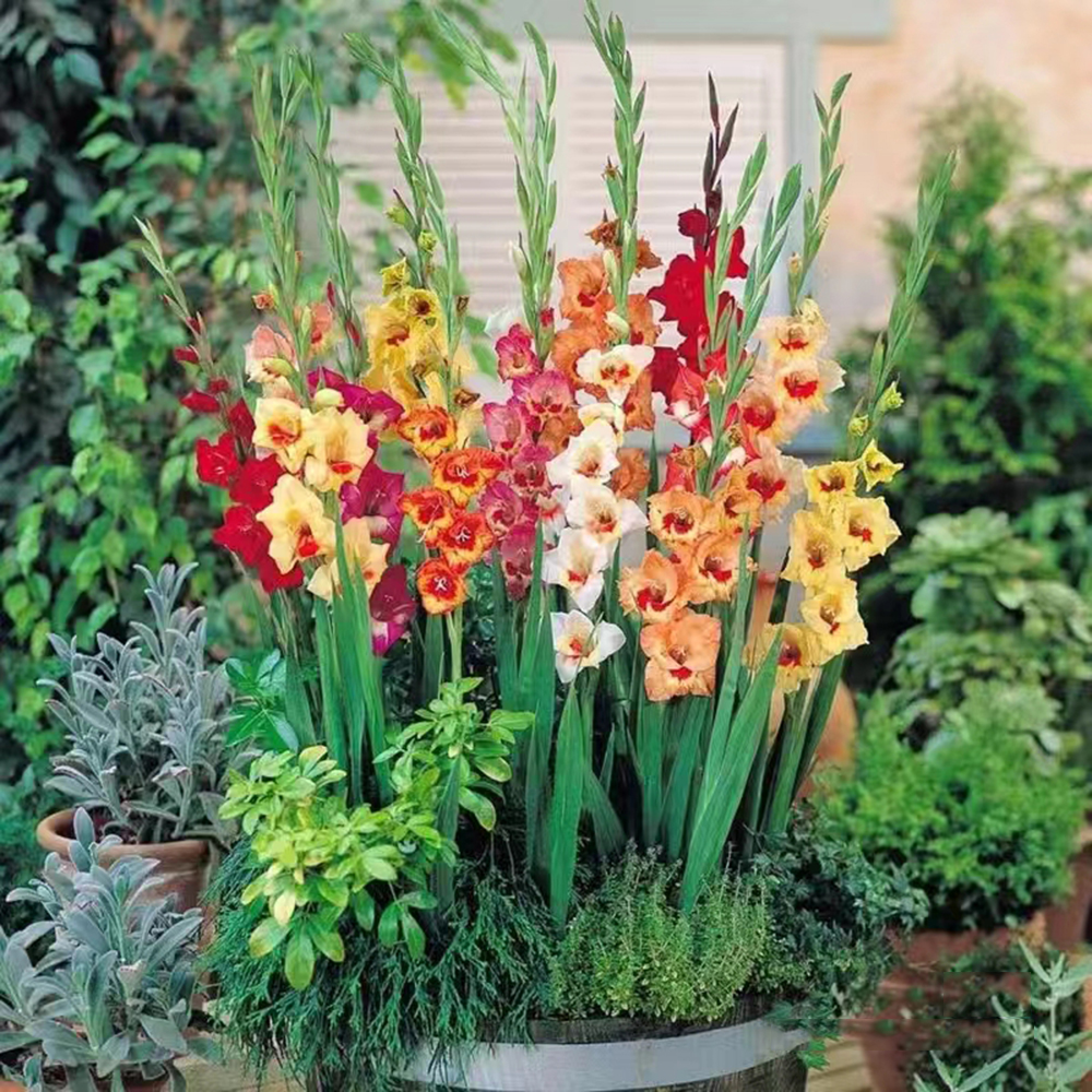 Mixed gladiolus bulbs for planting  - 30 Bulbs Per Pack - Mixed Colors - Attracts Butterflies and Hummingbirds - PerennializingMake Great Cut Flowers - Perennializing - Fragrant - Vibrant Color Mix - Live Plant Outdoor Garden