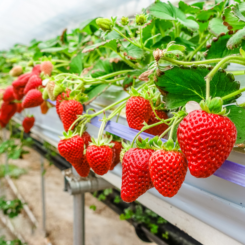 300pc Non-GMO Heirloom Strawberry Seeds for Planting Indoor-Outdoor Home Garden，Healthy Sweet Organic Fruit ，High Germination