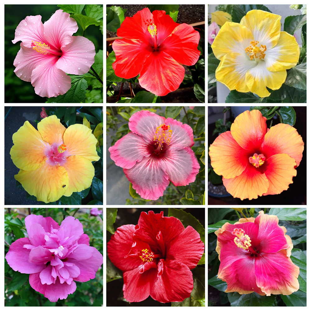 100pc Perennial hibiscus seeds Ornamental Flowering Plant Extremely Decorative Easy Cultivating-Perennial Flower Seeds to Plant Outside – Stunning Hibiscus Flowers Heirloom Seed for Outdoor Garden, Containers and Flower Beds