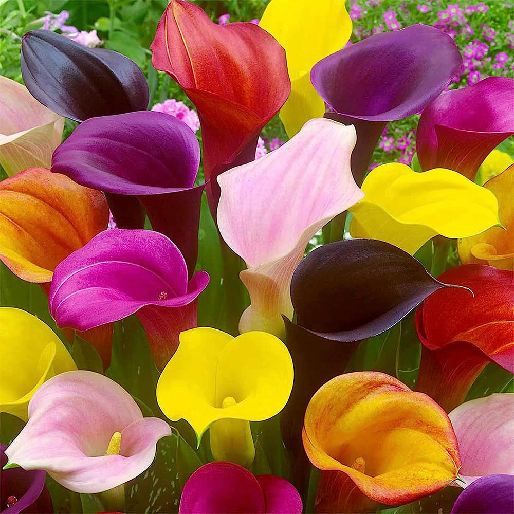 Calla Lilies Flower Bulbs - 6 Lily Bulbs Per Pack - mix - Attracts Butterflies and Hummingbirds - Grows Well in Containers - Good as Cut Flowers - Deer Resistant