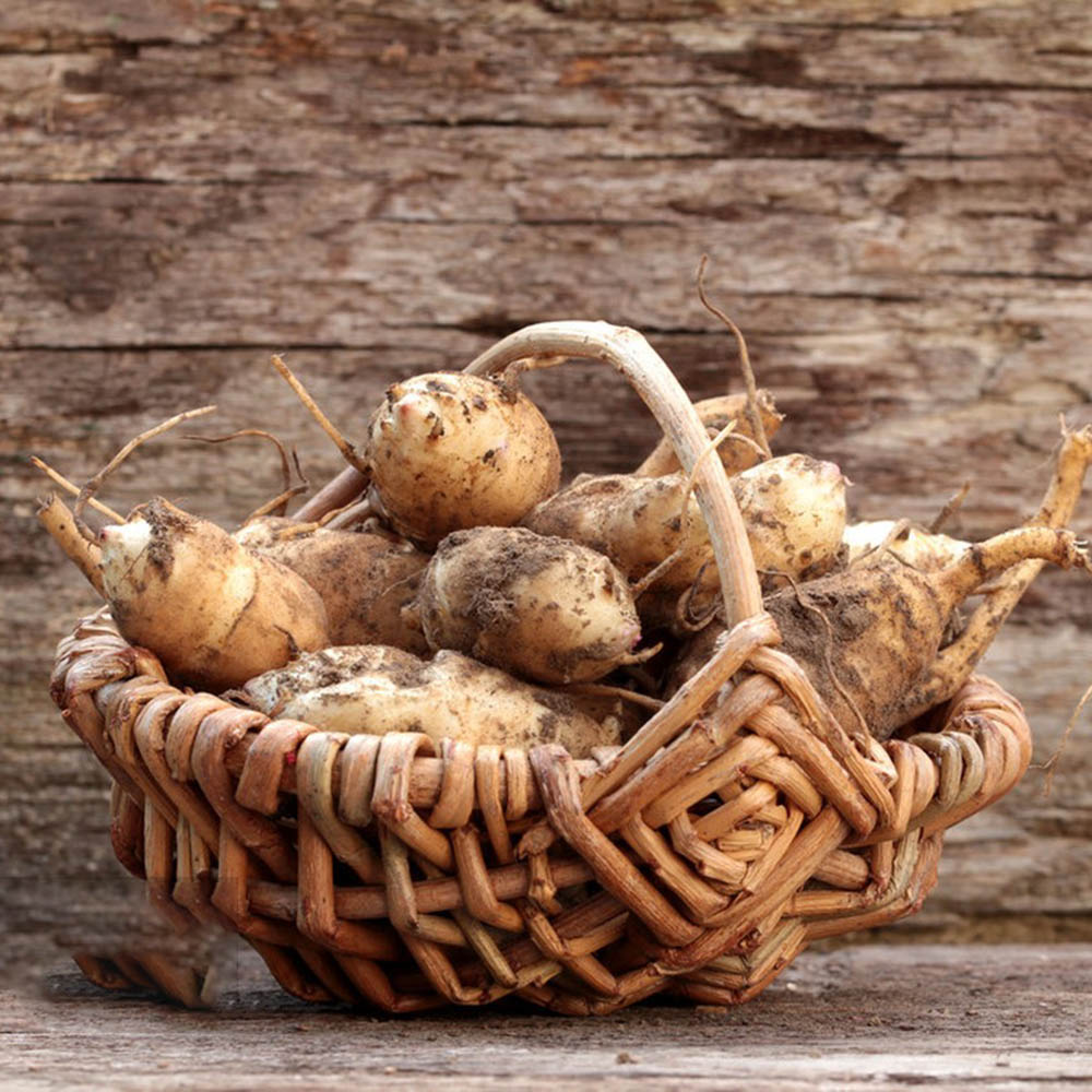 25pc jerusalem artichokes for planting，Fresh Sunchoke Bulbs for Eating or Planting，Fresh Organic