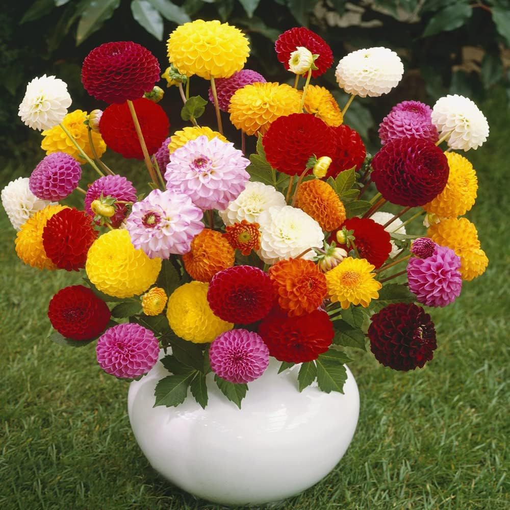 Delightful Dahlia Flower Bulb Mix (8 Pack of Top Size Bulbs) - Huge Exotic Showy Blooms - Assorted Colors - Easy to Grow Live Plants - Outdoor Garden