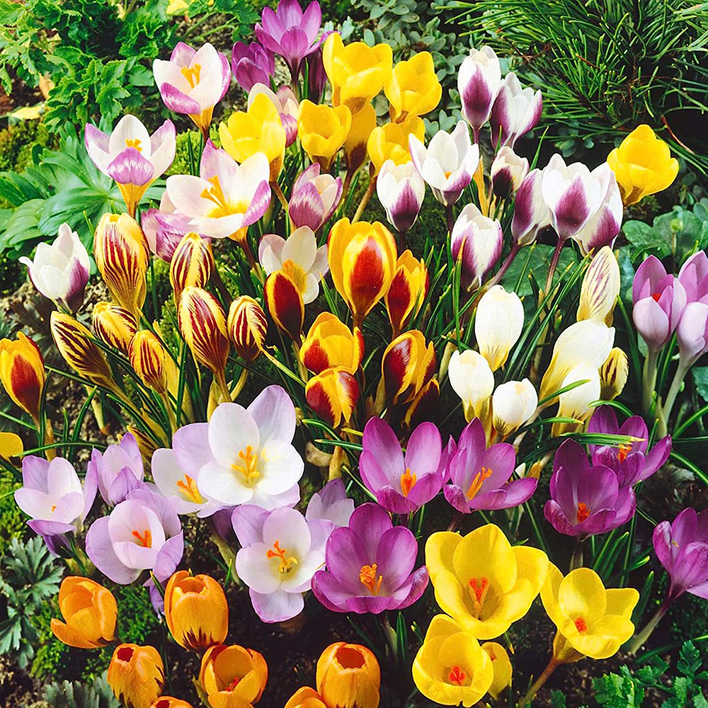 20 Pack Crocus Bulbs - Perennial Crocus for Assorted Colors， Long Lasting Blooms， Easy to Grow Crocus