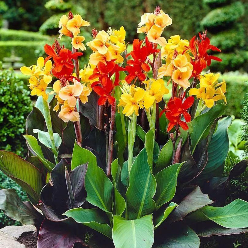 Mixed canna lily bulbs- 6 Bulbs Per Pack Attracts Butterflies and Hummingbirds - Grows Well in Patio Containers - Deer Resistant