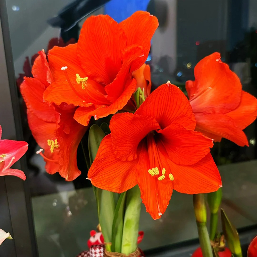 1 Red Base Waxed Amaryllis Flower Bulb-No Water Needed, Real Live Flowers - Just Needs Sunlight，Grow Real Blooming Indoor Flowers