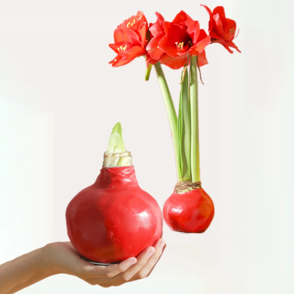 1 Red Base Waxed Amaryllis Flower Bulb-No Water Needed, Real Live Flowers - Just Needs Sunlight，Grow Real Blooming Indoor Flowers