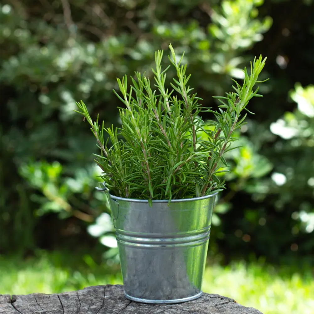 300pc Organic Rosemary Seeds for Planting Indoor and Outdoor, Non-GMO Heirloom & Untreated Perennial Herbs to Plant a Medicinal & Culinary Kitchen Garden Indoors or Outdoors