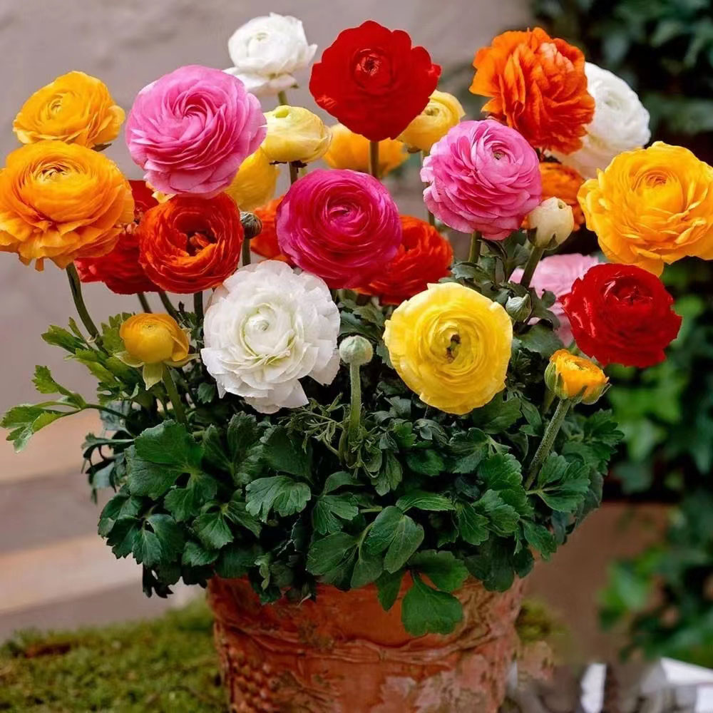 20 Pastel Mixed Ranunculus Bulbs Spring Planting - Buttercup Color Mix Value Bag - Plant in Gardens, Borders & Flowerbeds - Easy to Grow Flowers Bulbs