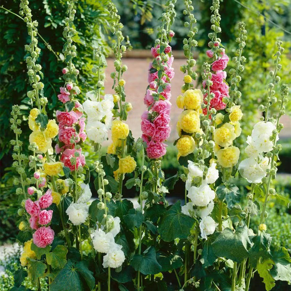 300pc Hollyhock Seeds-Mix Giant Mallow Double Hollyhock Flowers Seed Perennial Outdoor Home Garden Flower，Non GMO Heirloom Garden Hardy Biennial, Vibrant & Tall Flowers - Ideal for Season-Long Blooms