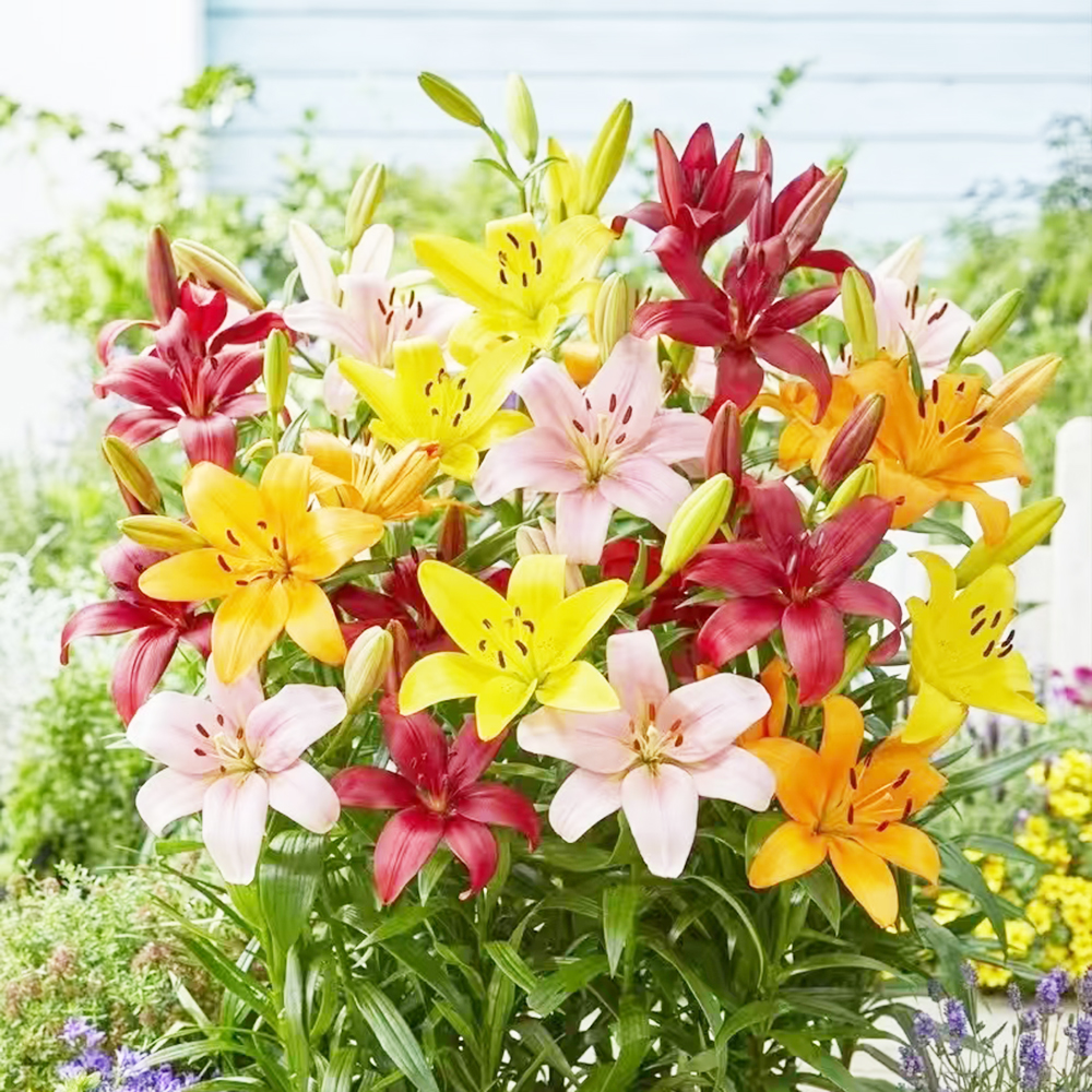 Mixed Lily Bulbs for Planting (10 Pack ) - Freshly Dug Lily Flower Bulbs ，Perennial Comes Back Each Year ，Summer Flower Blooms，Great for Cut Flower Vases，Fresh Dug and Ready to Plant