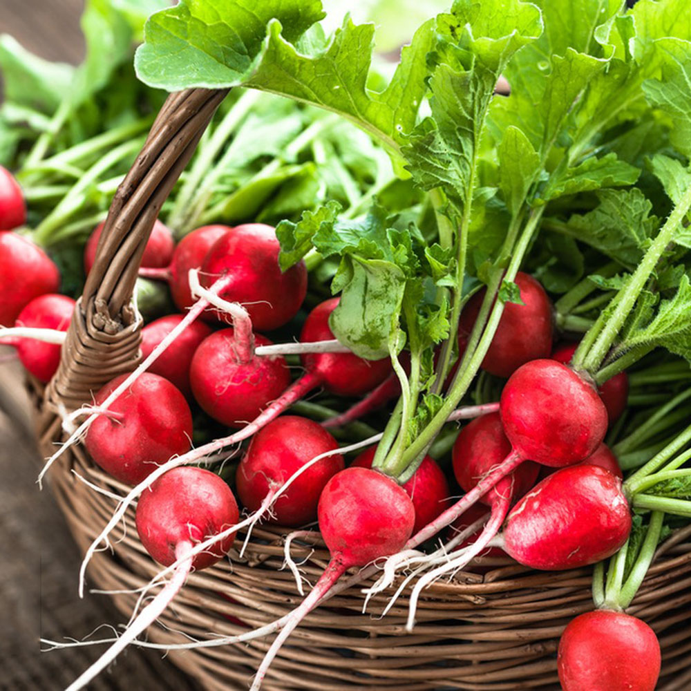 500pc Radish Seeds -Non-GMO Heirloom, Fast Growing, Round, Red, Crisp Radishes - Great for Salads, Sandwiches, and More