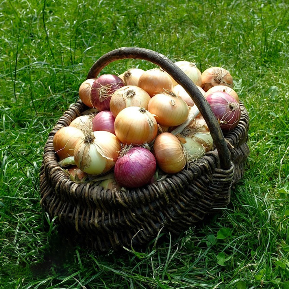 Stuttgarter Onion Sets (Bulbs) - 30 Count, Onion Bulb Sets to Plant and Grow Onions in Your Home Garden.