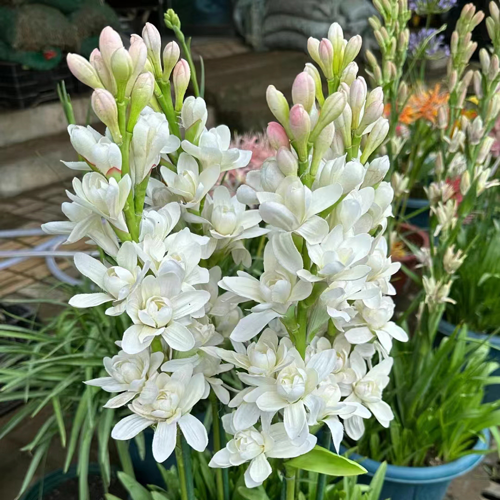 tuberose bulbs for planting-10 Bulbs-Fragrant - Deer Resistant - Good as Cut Flowers - Grows Well in Containers-Perennializing - Pleasantly Scented