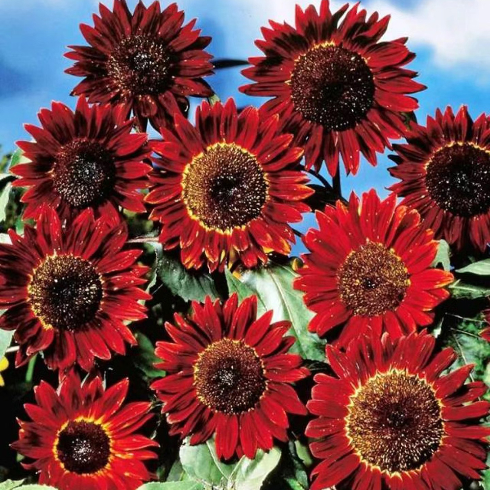 50pc Sunflower Seeds to Plant -Easy to Grow Jumbo Sun Flower for Home Garden,Easy to Grow Flower Seeds w/Vibrant, Abundant Blooms for Cut Flower Arrangements & Pollinator & Vegetable Gardens