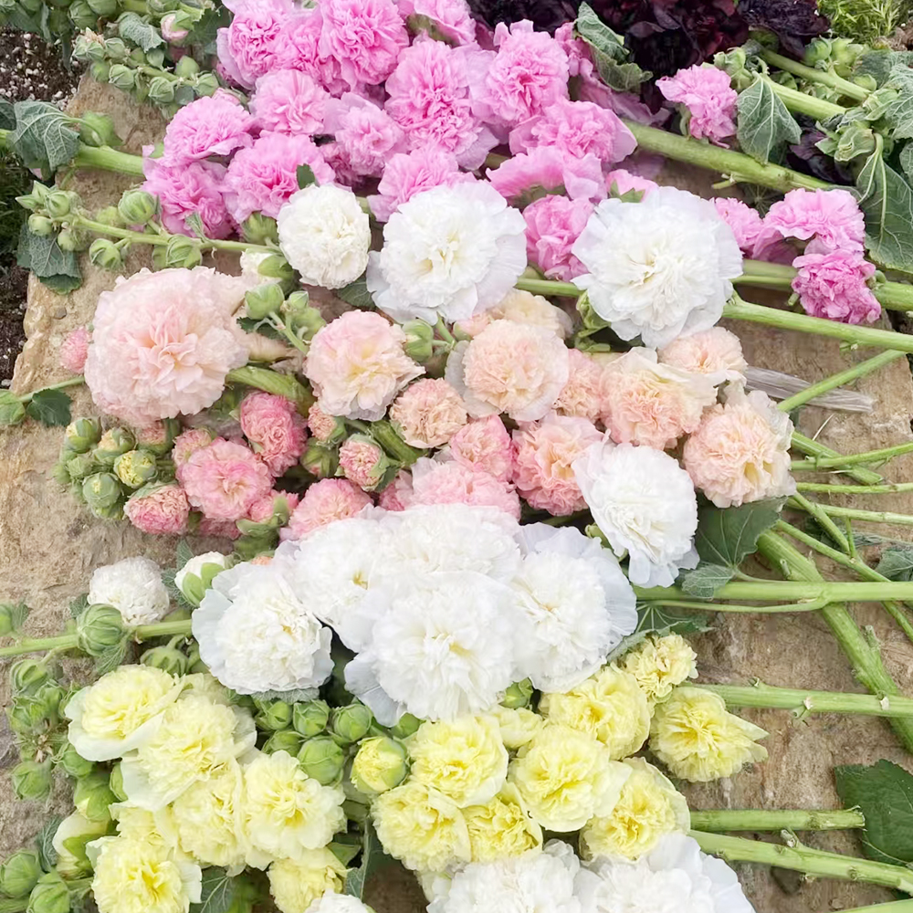 300pc Hollyhock Seeds-Mix Giant Mallow Double Hollyhock Flowers Seed Perennial Outdoor Home Garden Flower，Non GMO Heirloom Garden Hardy Biennial, Vibrant & Tall Flowers - Ideal for Season-Long Blooms