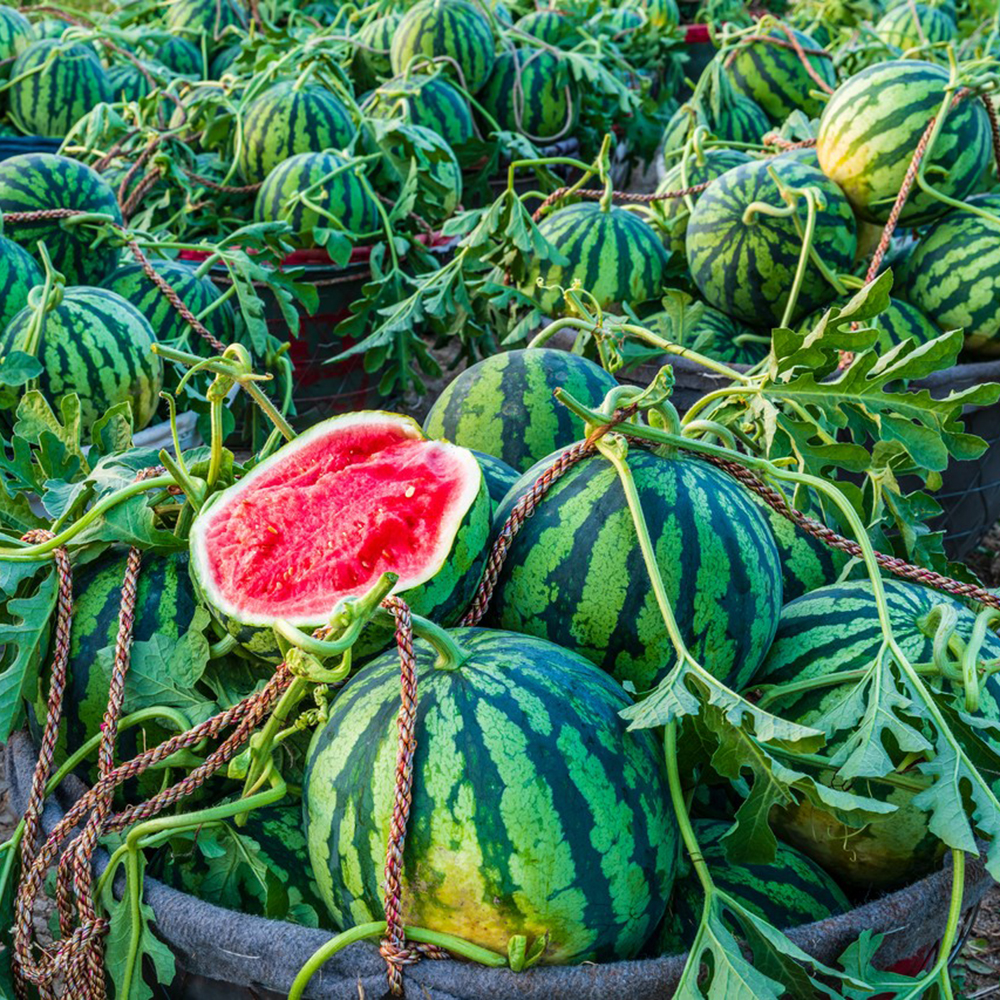 50pc Watermelon Seeds for Planting - Heirloom Non-GMO Grown Premium Fruit Seeds for Planting a Home Garden - Planting in Home Gardens or Beds Outdoors