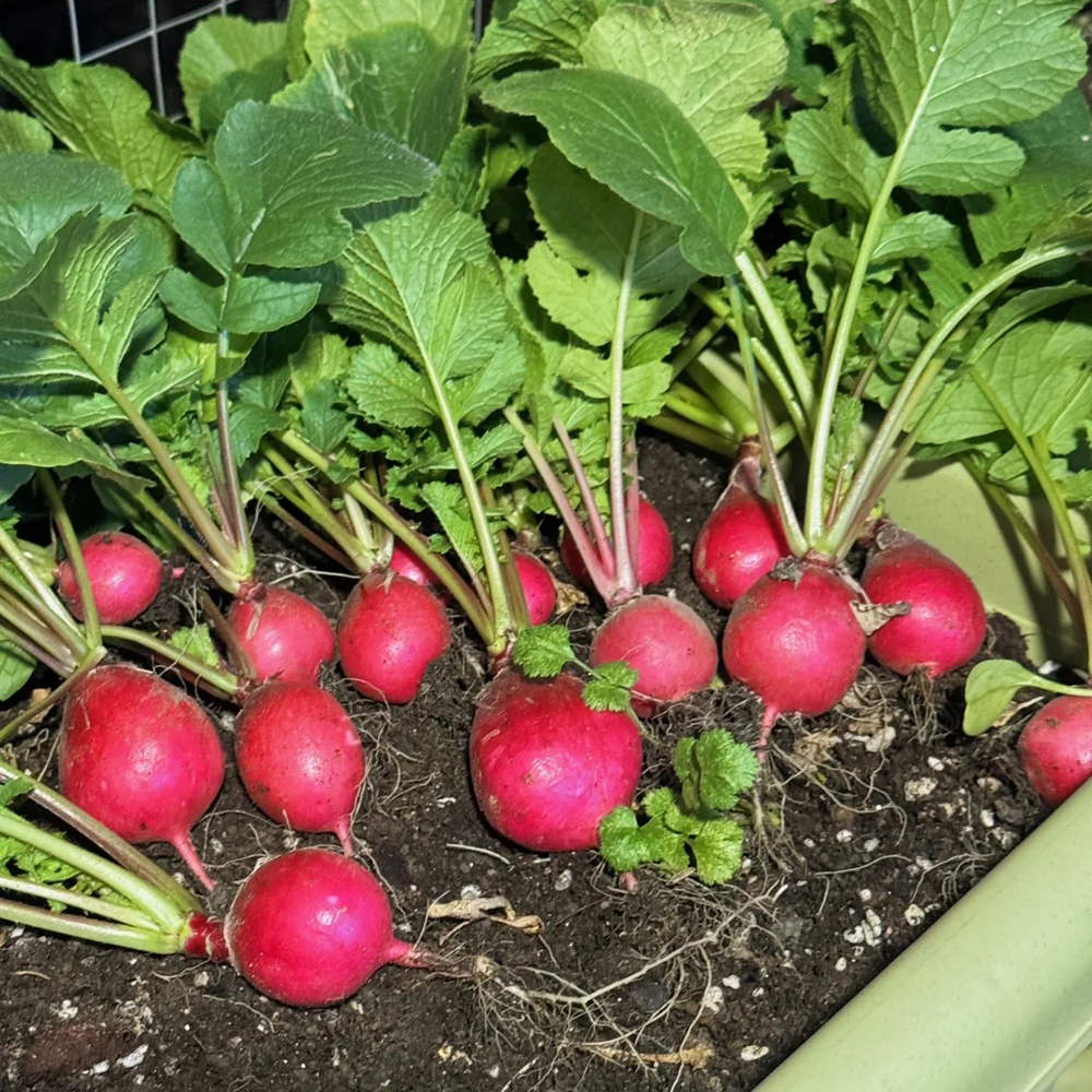 500pc Radish Seeds -Non-GMO Heirloom, Fast Growing, Round, Red, Crisp Radishes - Great for Salads, Sandwiches, and More