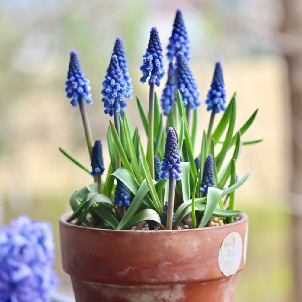 10 Grape Hyacinth Flower Bulbs, Perennial Garden Flowers,Large Size Bulbs, Plant Hyacinths in The Fall for a Spring time Bloom