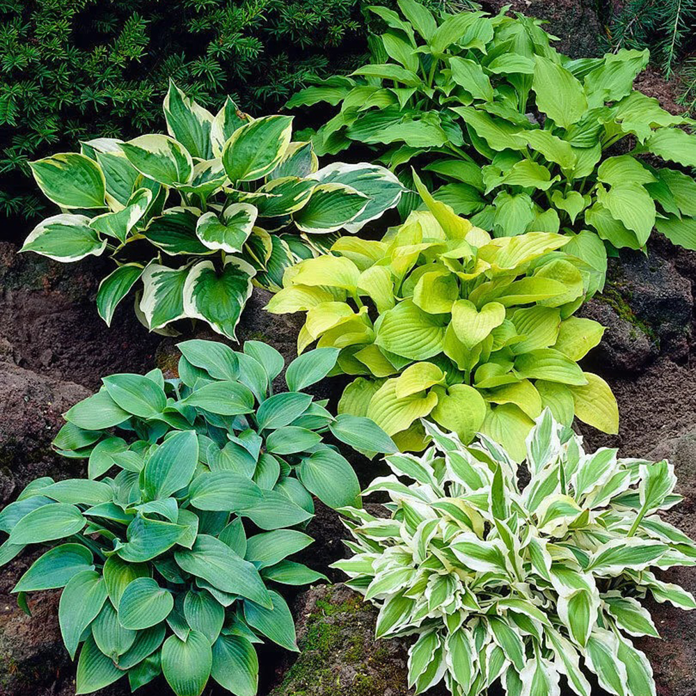 200pc Hosta Seeds for Planting -Attracts Butterflies, Hummingbirds & Pollinators, Low Maintenance，Perennial Bonsai Decoration，Shade-Tolerant for Elegant Garden Decoration
