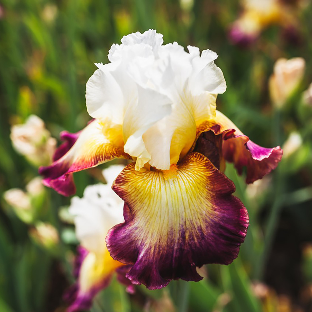50 Iris Seeds  to Plant Outdoor- Florist Favorites - Beautiful Flowers to Plant in Your Garden - Non-GMO Heirloom Seeds - Native Perennial - Wonderful Gardening Gifts