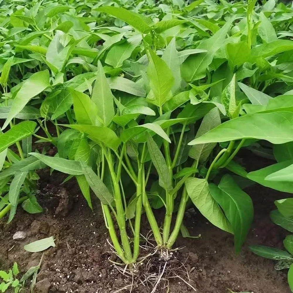 500pc Water Spinach Seeds - Organic, Non GMO，Fast-Growing Vegetable for Garden, Balcony, or Backyard – Easy to Grow & High Yield