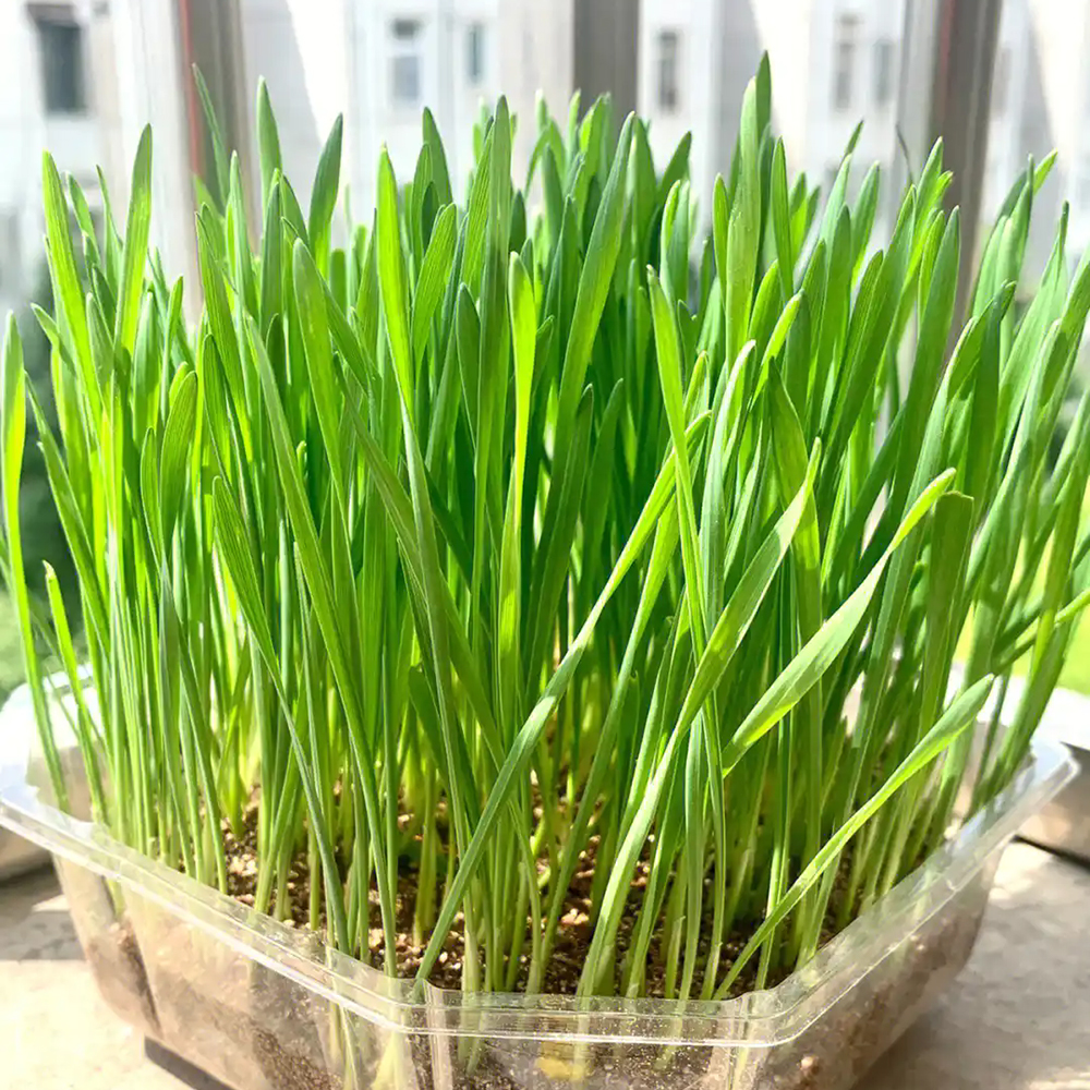 1000pc Wheatgrass Seeds -  Organic Wheat Grass Seed for Sprouting - Cat Grass Planter Seeds, Rich in Vitamins, Fiber and Minerals - Non-GMO, Healthy Wheatgrass Sprout Growing Seed，High Germination