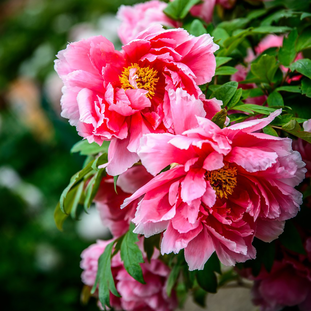 3 Roots per Pack，Premium Peony Bulbs，Delightful Fragrance，Peony Plants for Planting Outdoors，Attracts Butterflies and Hummingbirds ，Deer Resistant，Good as Cut Flowers