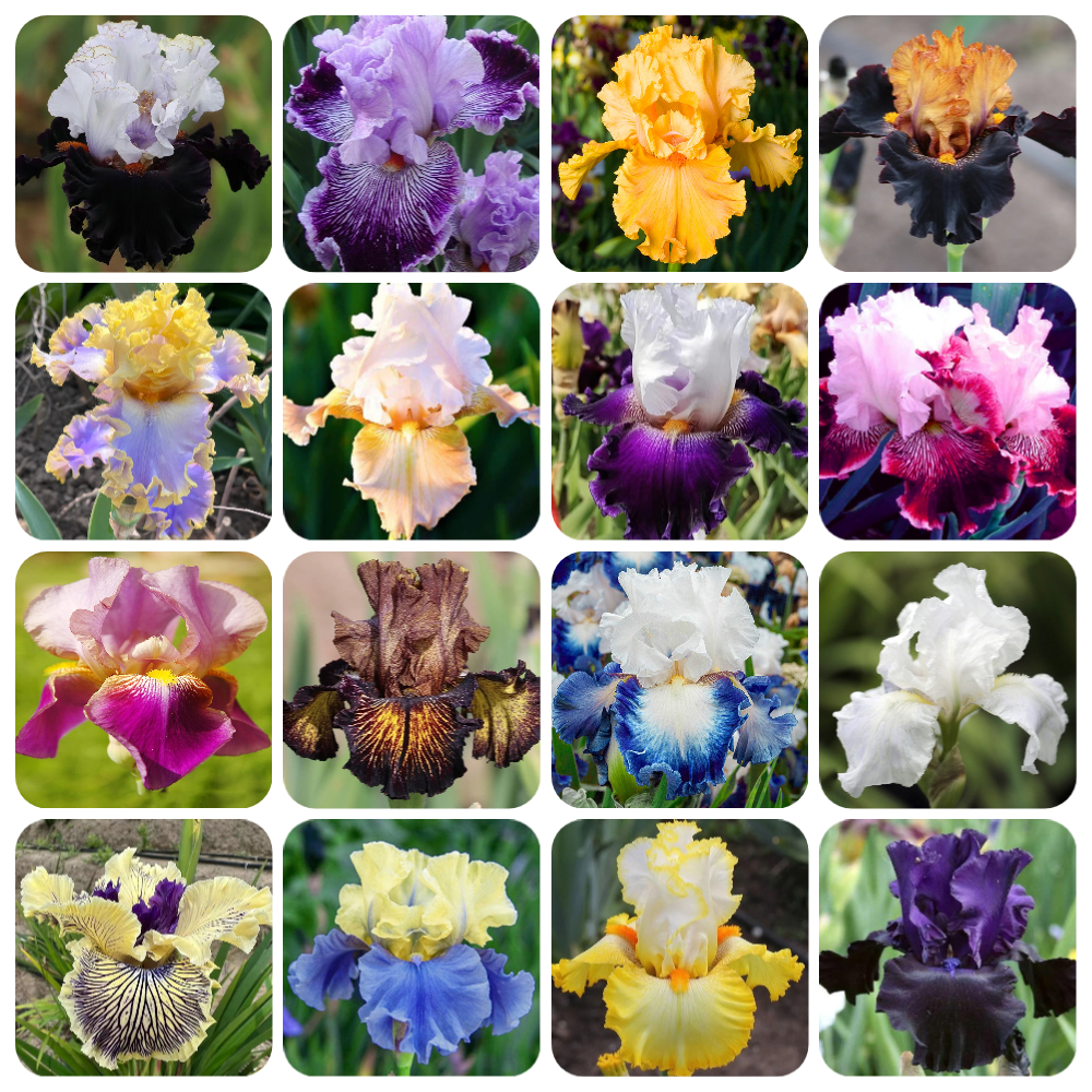 Colorful Mixed Dutch Iris Flowers - 8 Bulbs - Spring Blooming Perennials Perfect for Gardens - Attracts Butterflies, Bees & Hummingbirds