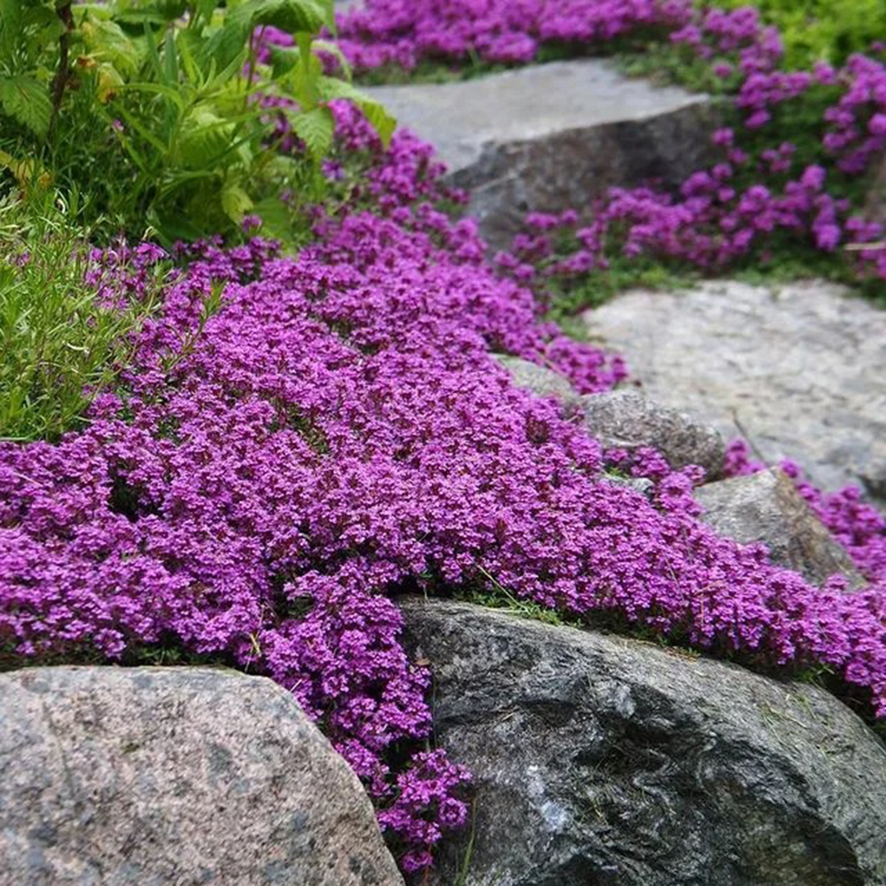 1000pc Creeping Thyme Seeds for Planting Outdoor-Fast Growing Flower Seeds -Perennial Flowers Plant in Home Garden Backyard Non-GMO
