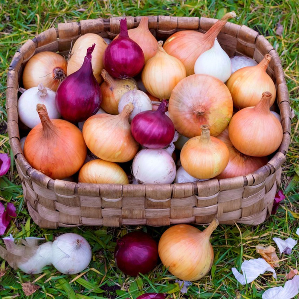 Stuttgarter Onion Sets (Bulbs) - 30 Count, Onion Bulb Sets to Plant and Grow Onions in Your Home Garden.