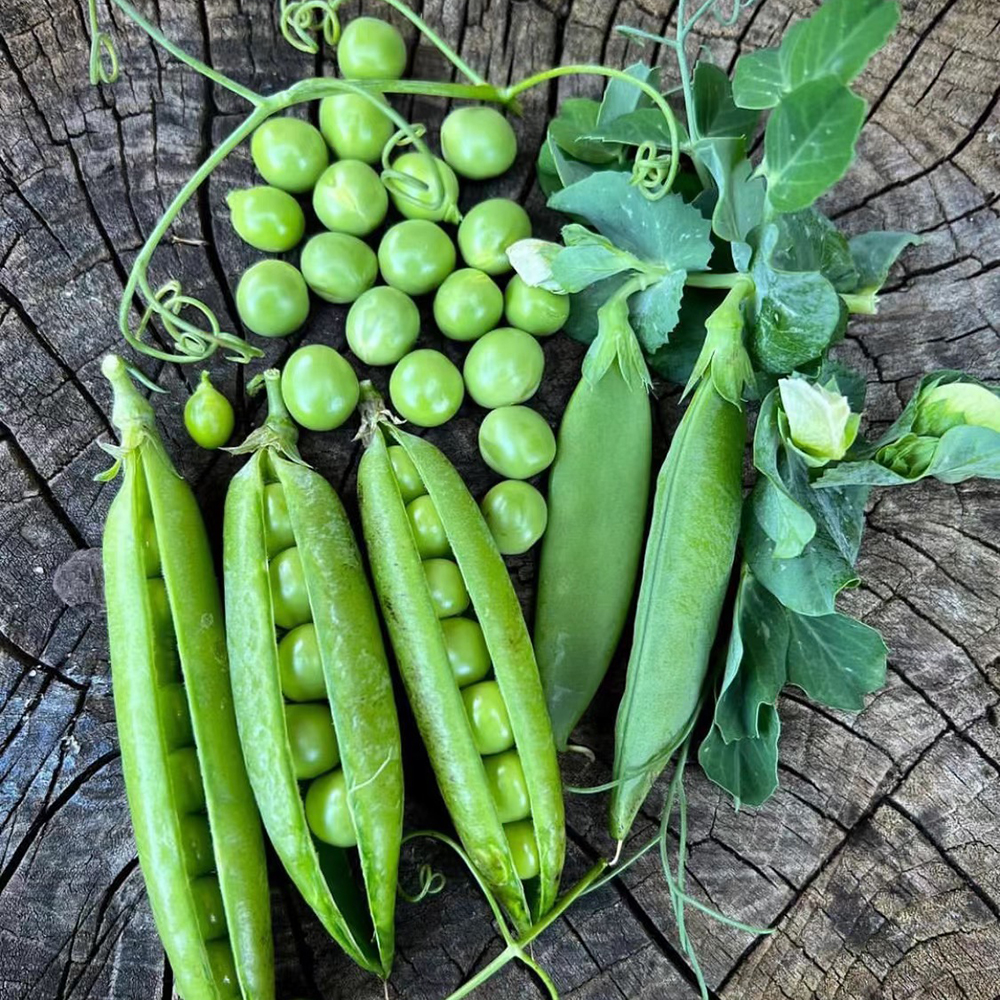 200pc Sugar Snap Pea Seeds for Planting - Non-GMO Heirloom  with Instructions to Plant a Home Vegetable Garden -Cool Season Crop, Super Productive ，Planting Outdoors in The Home Garden