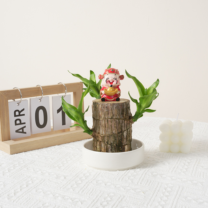 Brazilian Wood Plant Set,Mini Brazil Wood for Home Office Desktop Indoor Greenery Purify The Air, with Plastic Tray，Natural Fortune-Bringing Ornaments Suitable for Office Desks, Desks, and Bedrooms