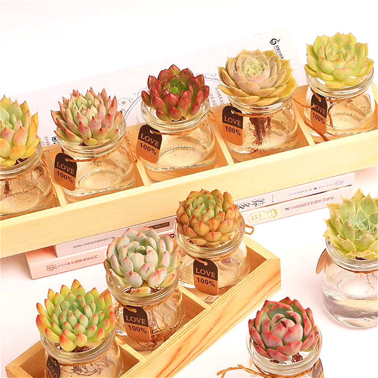 Live Mini Succulent Plants, Hand-Selected Variety Mix, Potted in Nursery Plant Pots,  DIY Room Decor，Indoor Plants， Grow Your Stunning Garden