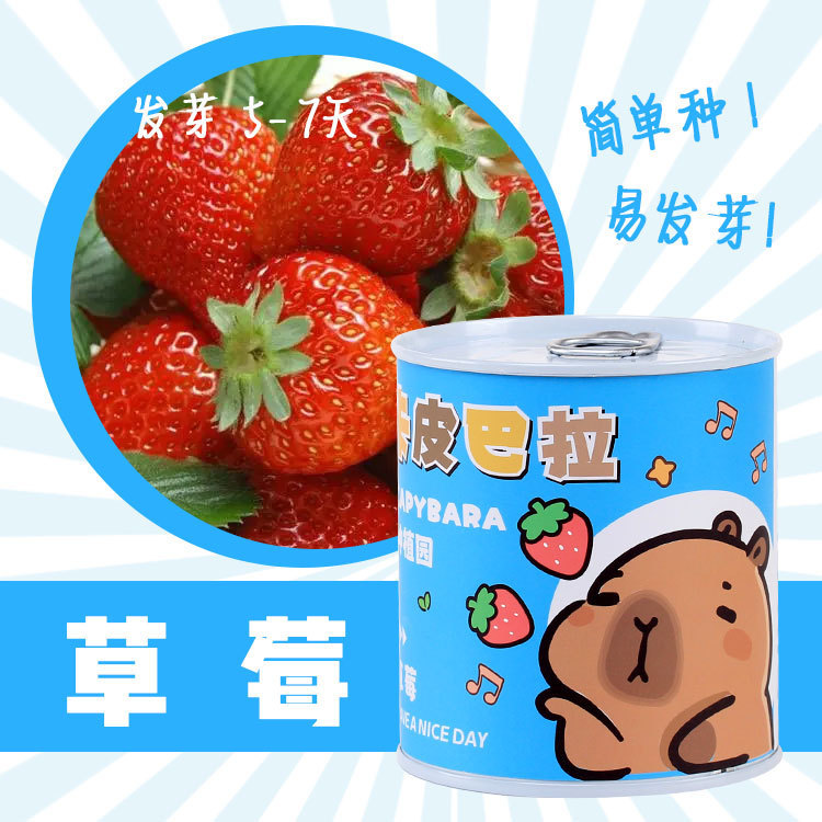 Planting children's canned flowers, creative potted mini plants, fun indoor green plants, office desktop green plants, canned flower potted children's DIY planting small potted plants（Kapibala）