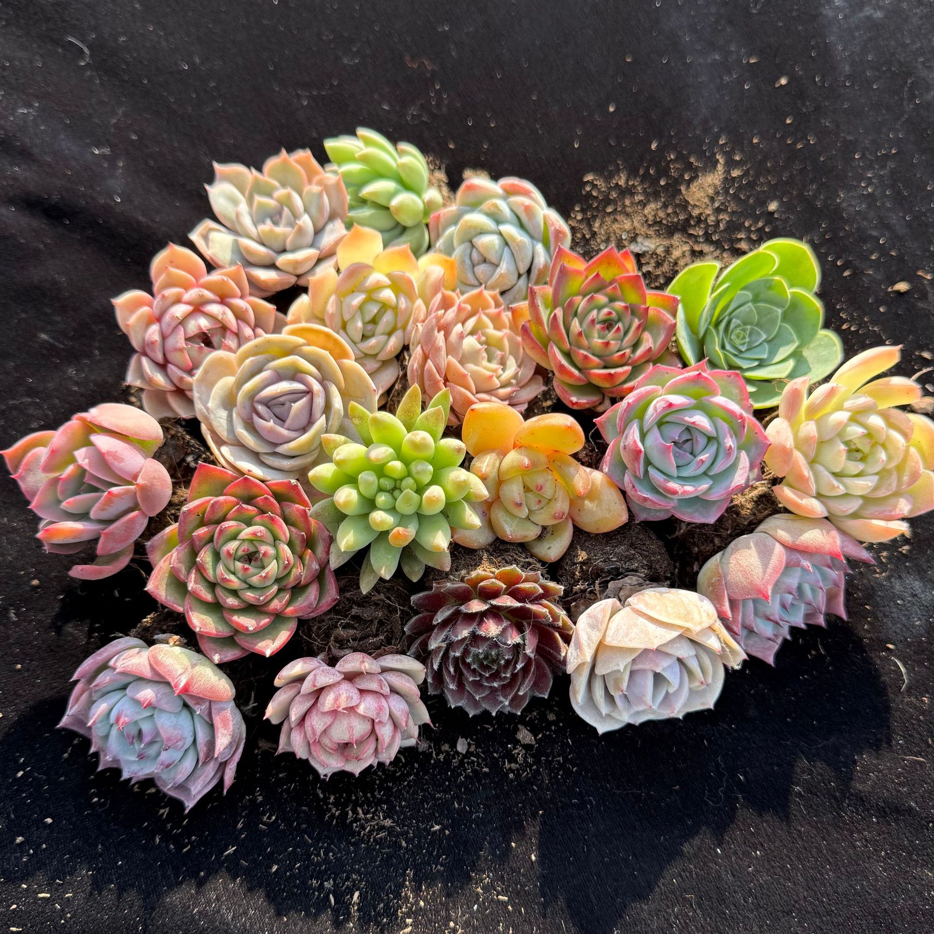 Live Mini Succulent Plants, Hand-Selected Variety Mix, Potted in Nursery Plant Pots,  DIY Room Decor，Indoor Plants， Grow Your Stunning Garden