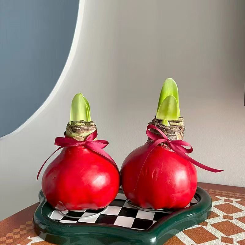 Red Base Waxed Amaryllis Flower Bulb , No Water Needed，Just Needs Sunlight，Grow Real Blooming Indoor Spring Flowers, Great Holiday Gift! Easy Grow Bulbs!