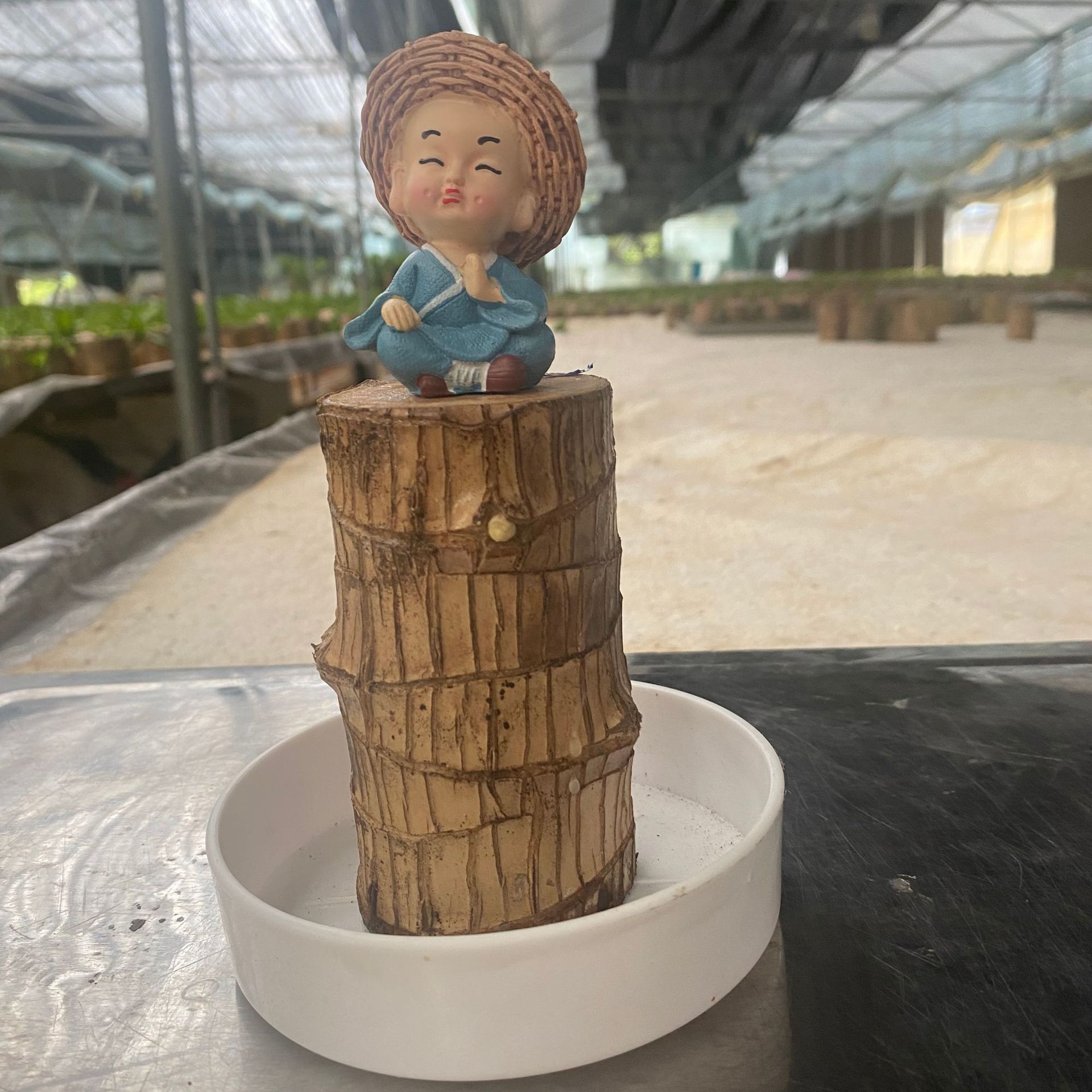 Brazilian Wood Plant Set,Mini Brazil Wood for Home Office Desktop Indoor Greenery Purify The Air, with Plastic Tray，Natural Fortune-Bringing Ornaments Suitable for Office Desks, Desks, and Bedrooms（Straw Hat Little Monk）