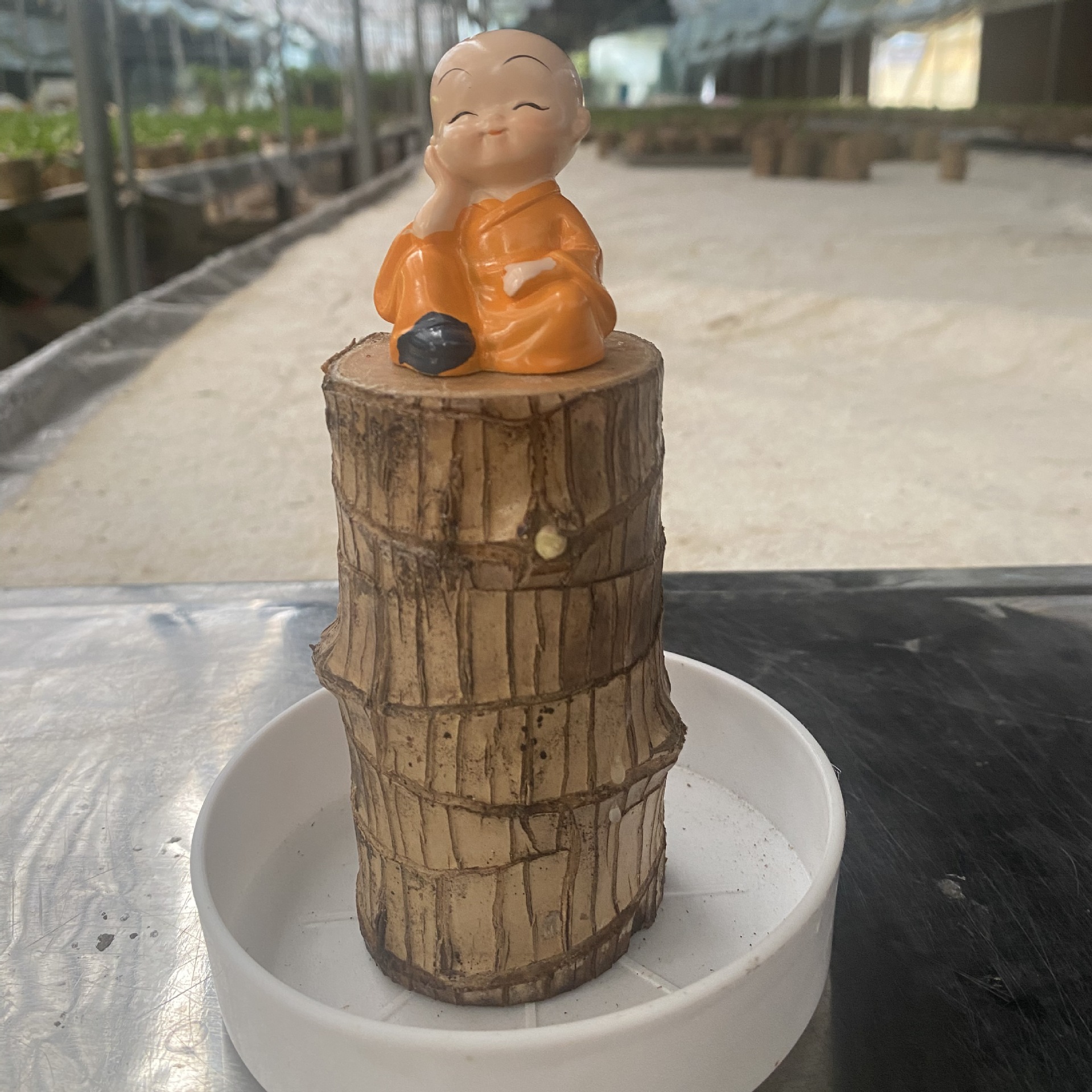 Brazilian Wood Plant Set,Mini Brazil Wood for Home Office Desktop Indoor Greenery Purify The Air, with Plastic Tray，Natural Fortune-Bringing Ornaments Suitable for Office Desks, Desks, and Bedrooms（little monk）