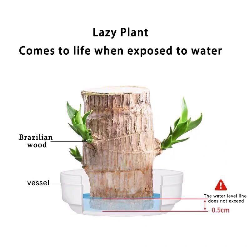 Brazilian Wood Plant Set,Mini Brazil Wood for Home Office Desktop Indoor Greenery Purify The Air, with Plastic Tray，Natural Fortune-Bringing Ornaments Suitable for Office Desks, Desks, and Bedrooms（Groot）