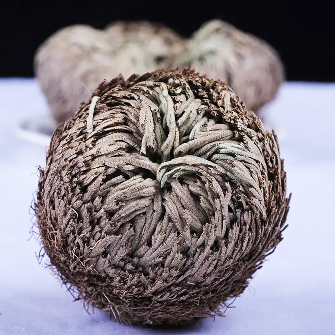 Green plants Large Premium Dried Rose of Jericho, Selaginella Resurrection Grass, Dried Fern Scale Leaf Prayer Plant, Symbol of Abundance and Prosperity, Ideal for Home Decoration and Spiritual Healing，Growing in contact with water