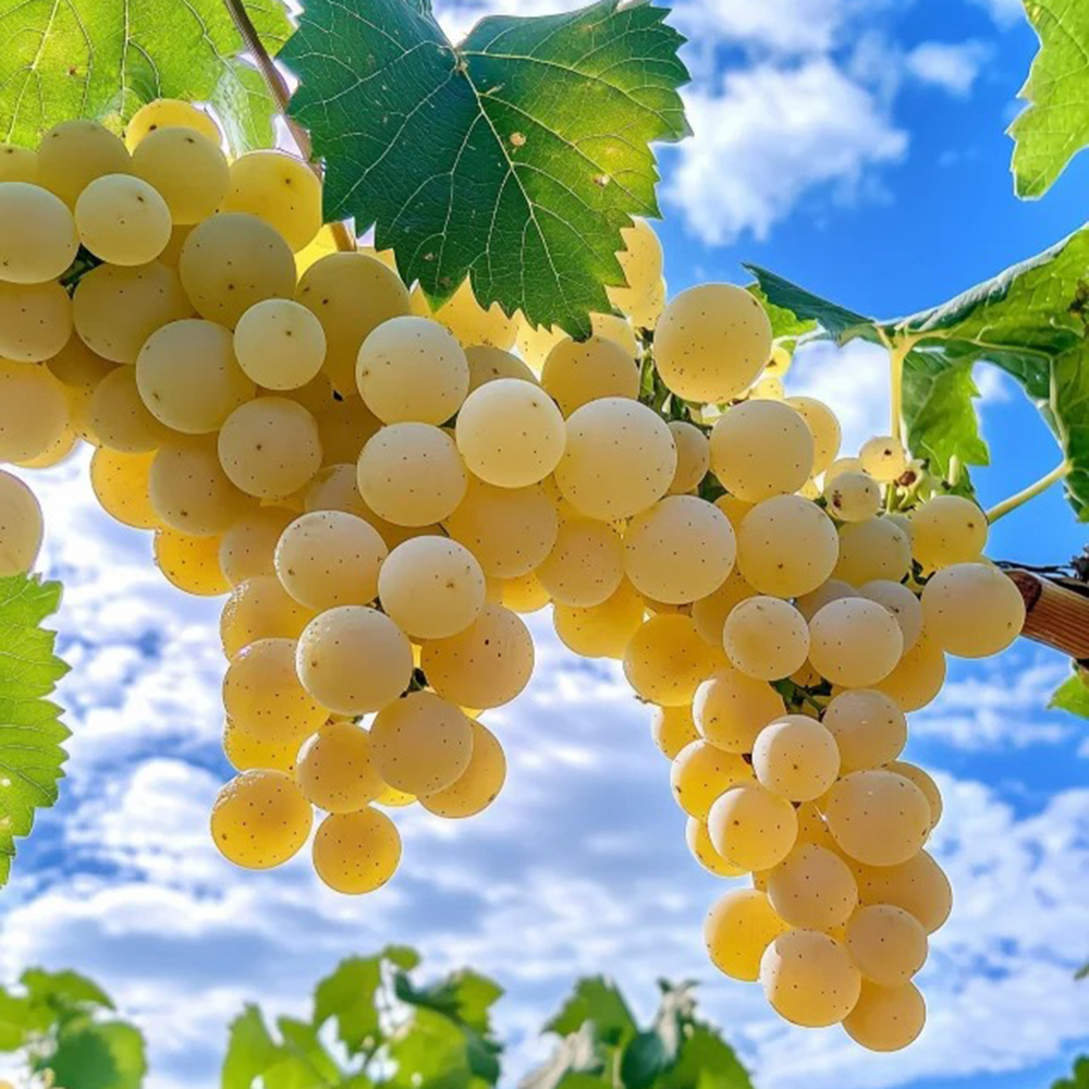 50 Grape Seeds - Premium Quality for Home Orchards, High Germination Rate