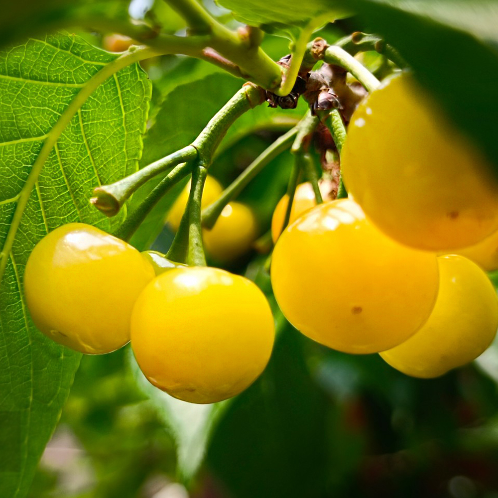 300 Cherry Seeds - Premium Cherry Seeds, Perfect for Bulk Planting & Orchard Expansion