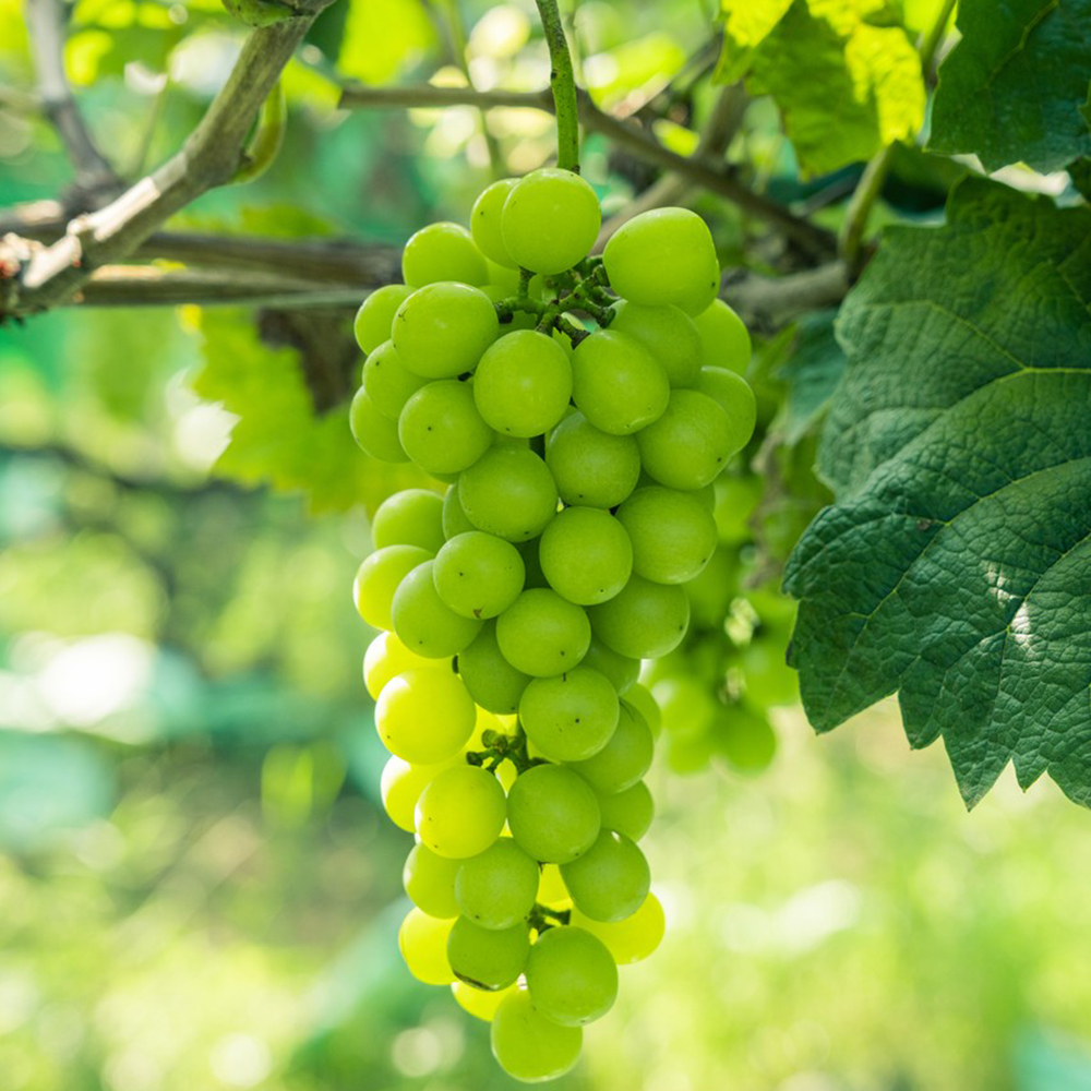 100 Grape Seeds - Fresh Viable Seeds, Ideal for Backyard Gardening & Fruit Growing