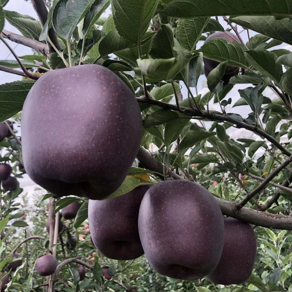 50 Apple Seeds - Top-Grade for Gardeners, Easy to Plant & Cultivate