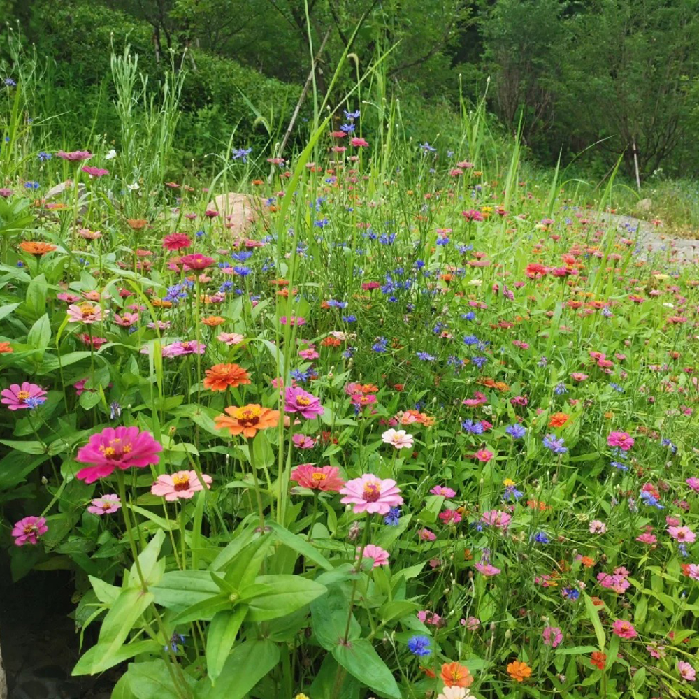 1000 Wildflower Seeds - Versatile Mix, Suitable for Large Gardens & Wildlife Habitats