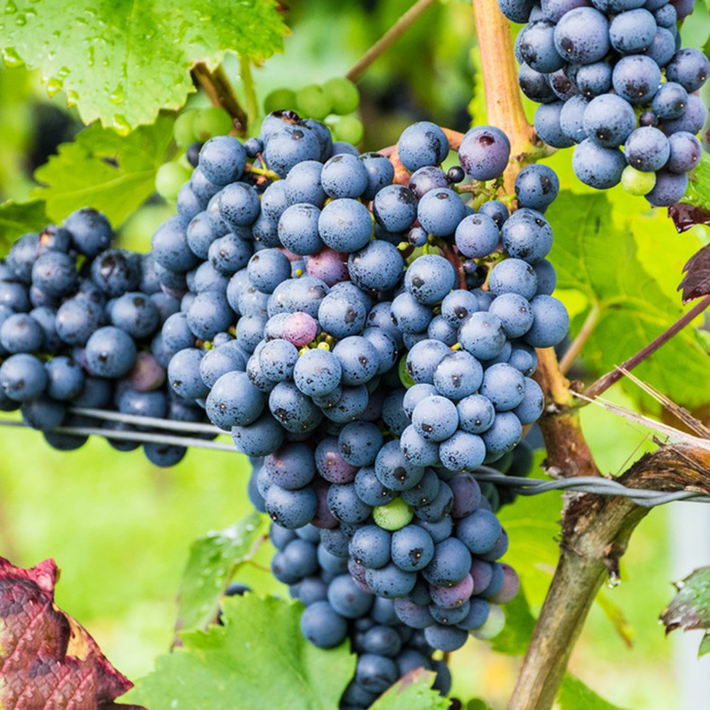 600 Grape Seeds - High-Quality Grape Seeds