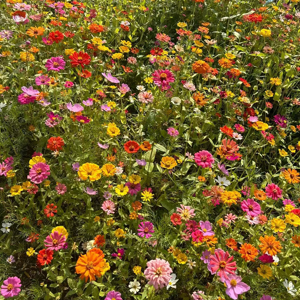 1000 Wildflower Seeds - Versatile Mix, Suitable for Large Gardens & Wildlife Habitats